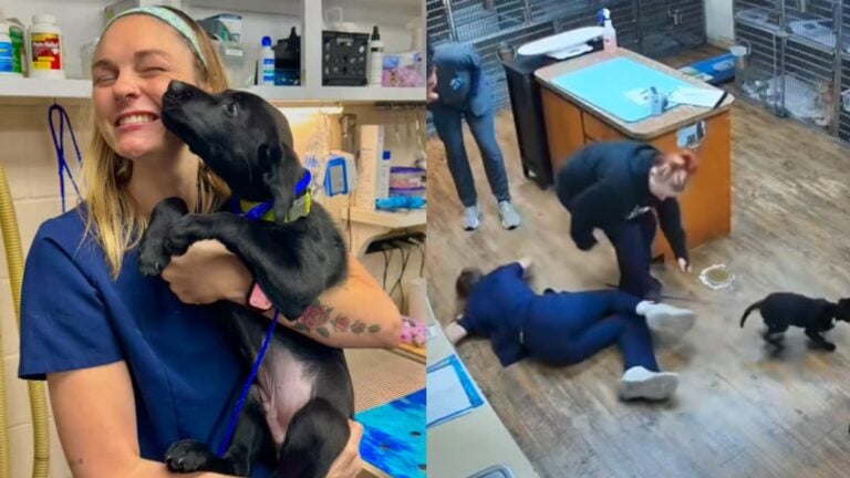 Texas Vet Tech Has Seizure While Holding Puppy