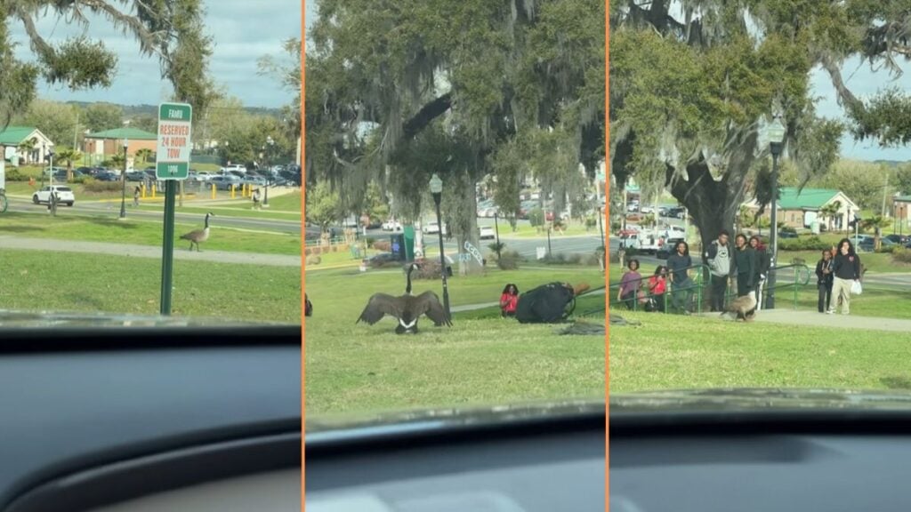 Unruly Goose Terrorizes Florida University Students and Staff, ‘it’s only funny bc it’s not me’ Unruly Goose Terrorizes Florida University Students and Staff, 'it's only funny bc it's not me'