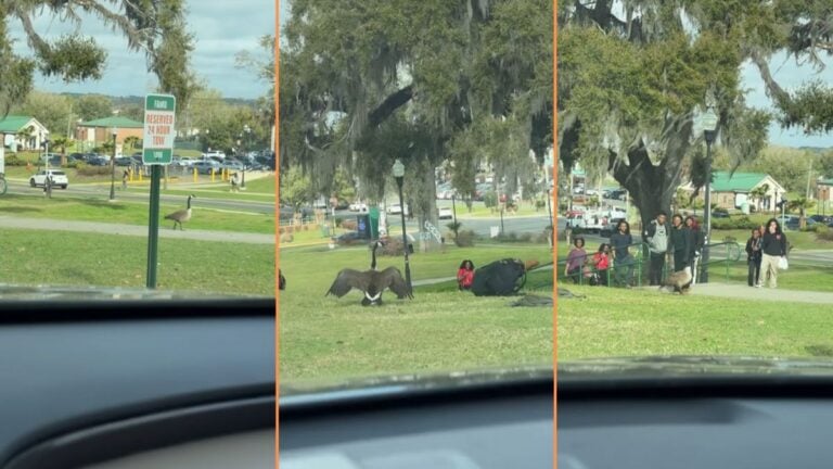 Unruly Goose Terrorizes Florida University Students and Staff, ‘it’s only funny bc it’s not me’ Unruly Goose Terrorizes Florida University Students and Staff, 'it's only funny bc it's not me'