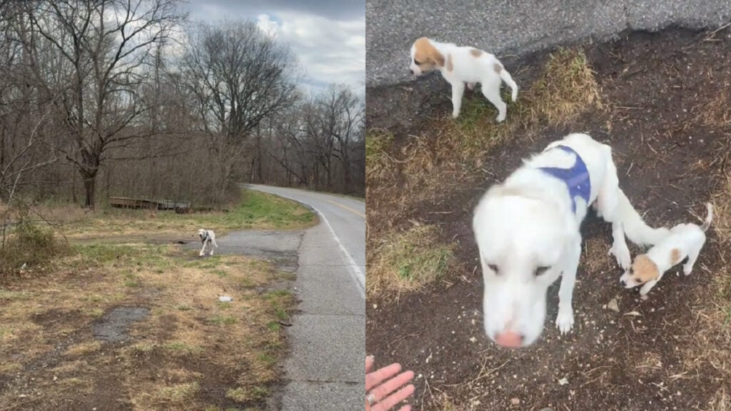 Rhode Island Woman Finds Emaciated Dog With Puppies, Social Media Awaits Good News ‘They dumped her with her harness’