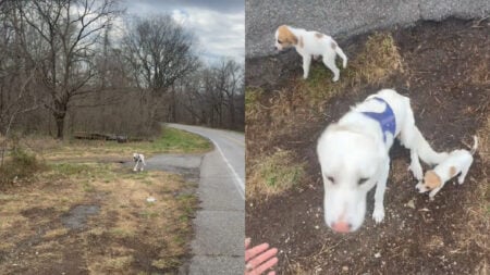 Rhode Island Woman Finds Emaciated Dog With Puppies, Social Media Awaits Good News ‘They dumped her with her harness’