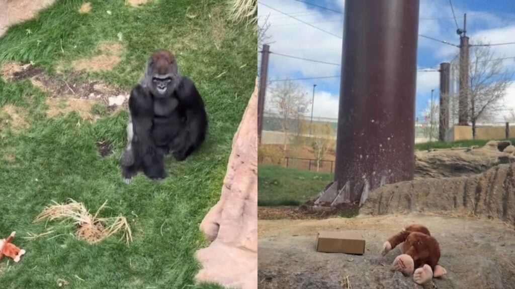 Curious George and Gorillas