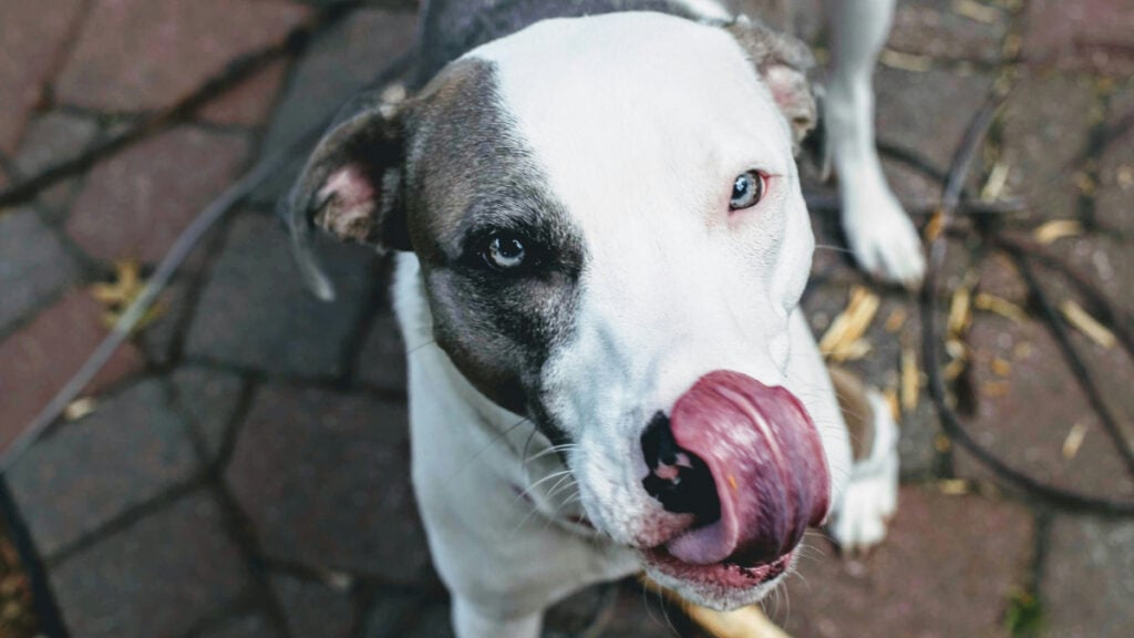 Indiana Dog Owner Loses $244K Lawsuit Over His Dogs Licking Someone's Face