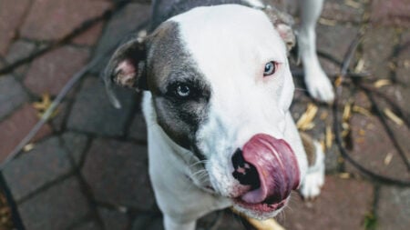 Indiana Dog Owner Loses $244K Lawsuit Over His Dogs Licking Someone's Face
