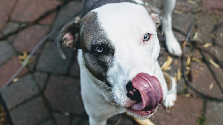 Indiana Dog Owner Loses $244K Lawsuit Over His Dogs Licking Someone's Face