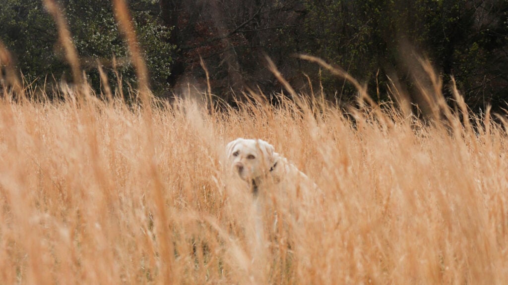 Texas Man Opens Fire on Neighbor’s Dog After It Attacked His Pets