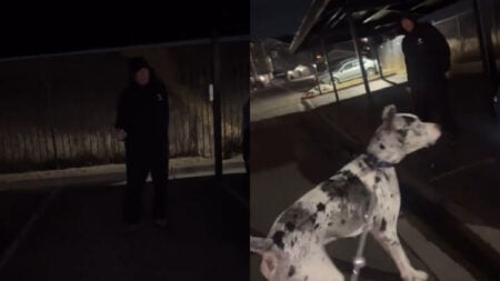 Colorado Woman Nearly Attacked By Man Dressed in All Black, 'I have a female Great Dane, and absolutely no one can get close to me'