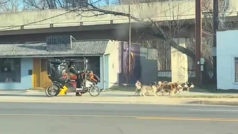 Siberian husky vs gas prices