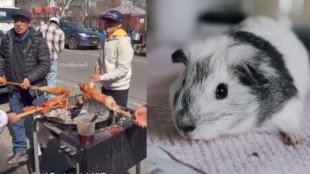 A picture of the group of Hispanics in New York and a guinea pig.