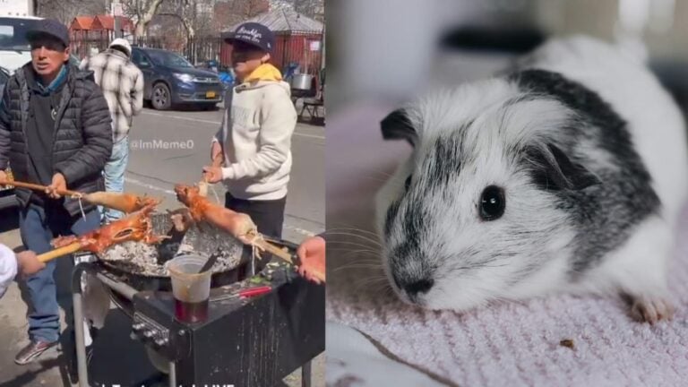A picture of the group of Hispanics in New York and a guinea pig.