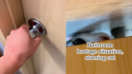Maine Resident Trapped in Bathroom by Mischievous Cat, ‘It’s Like the Pantry Scene in Signs Lol’