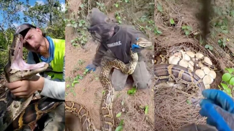 ‘That’s a Whole Future Army’: Florida Python Hunters Find Two Burmese Python Nests With 120 Eggs in the Everglades Florida Everglades python hunters removing two female Burmese pythons from adjacent nests containing approximately 120 eggs in the dense swamp vegetation of South Florida