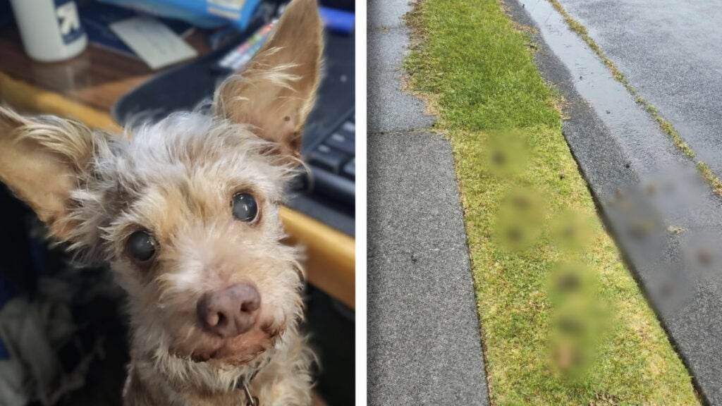 Hawaii Neighborhood Forms ‘Dog Brigade’ That ‘Poops Exclusively in Yard’ of Entitled Neighbor Who Leaves His Dogs’ Dung in Others’ Yards: ‘Invest in a Catapult’ Hawaii Neighborhood Forms 'Dog Brigade' That 'Poops Exclusively in Yard' of Entitled Neighbor