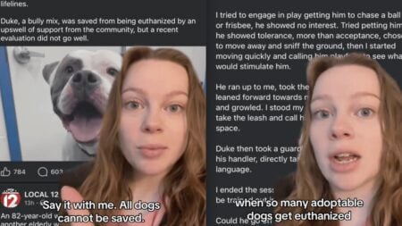 Ohio Dog with Dangerous Tendencies Likely Can’t Be Saved, Therapy Dog Owner Explains How to Stop This Trend