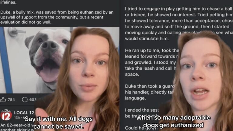 Ohio Dog with Dangerous Tendencies Likely Can’t Be Saved, Therapy Dog Owner Explains How to Stop This Trend