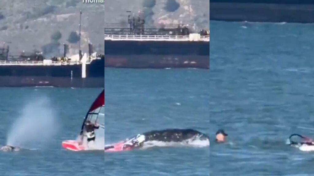 California windsurfer whale crash San Francisco Bay