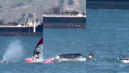 California windsurfer whale crash San Francisco Bay