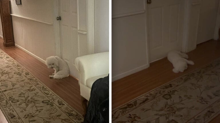California Tenant Leaves Pet Dog in the Hallway
