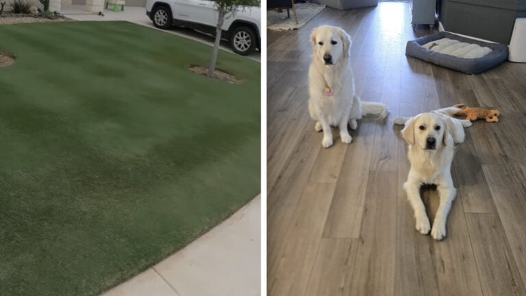 Two Dogs and Lawn in Texas