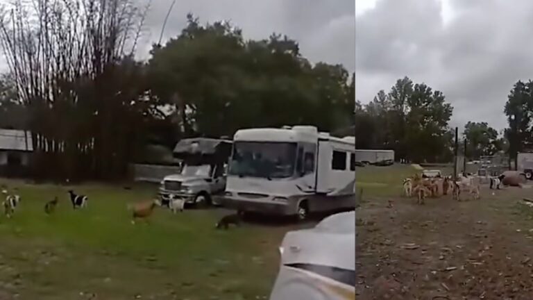 Florida deputy barking at escaped goats while herding them back to safety in viral video