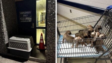 ‘It’s Heartbreaking’: 10 Puppies Abandoned Outside San Angelo Shelter in Texas, Sparking Shock Puppies Abandoned Outside Texas Shelter