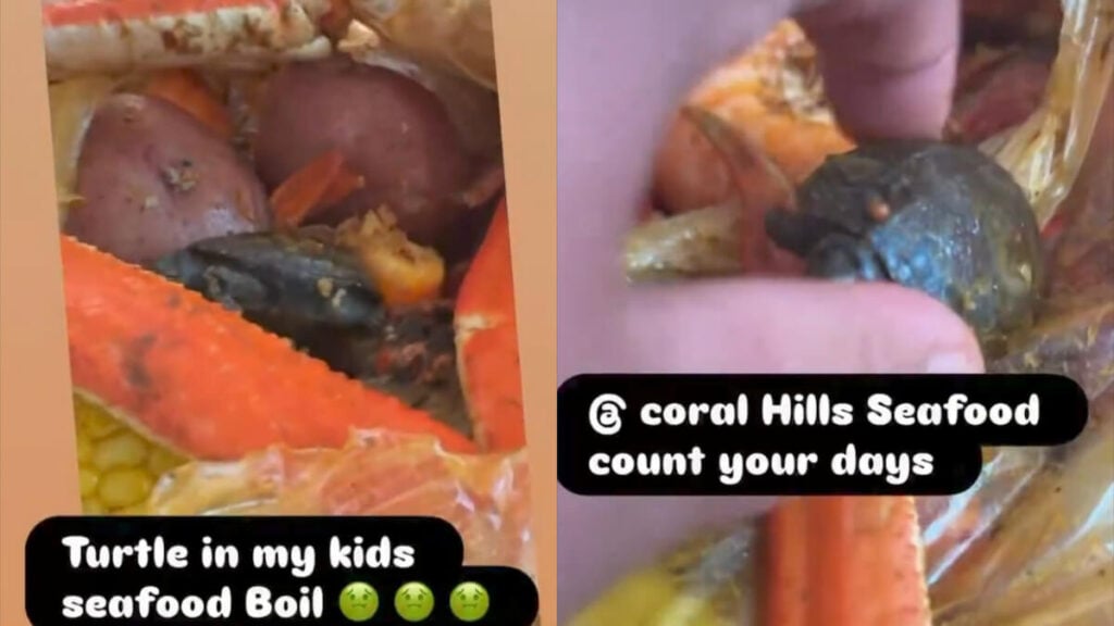 Maryland Restaurant Customers Claim They Found a Turtle in Seafood Boil: ‘I Mean Turtles Do Come from the Sea’ Turtle Seafood Boil Maryland Restaurant