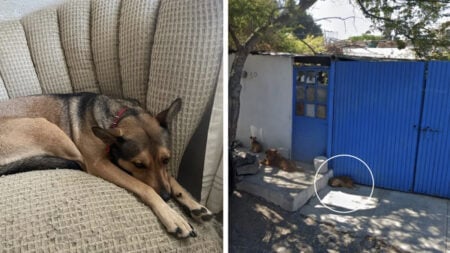 California Man Finds His Dog in Mexico