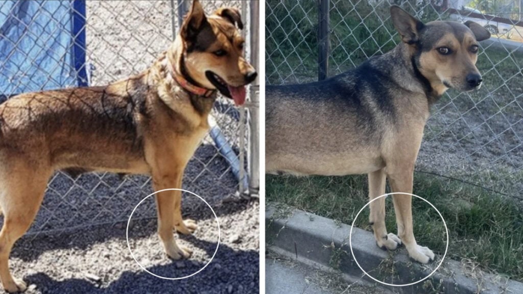 California Cattle Dog Rescued from Mexico