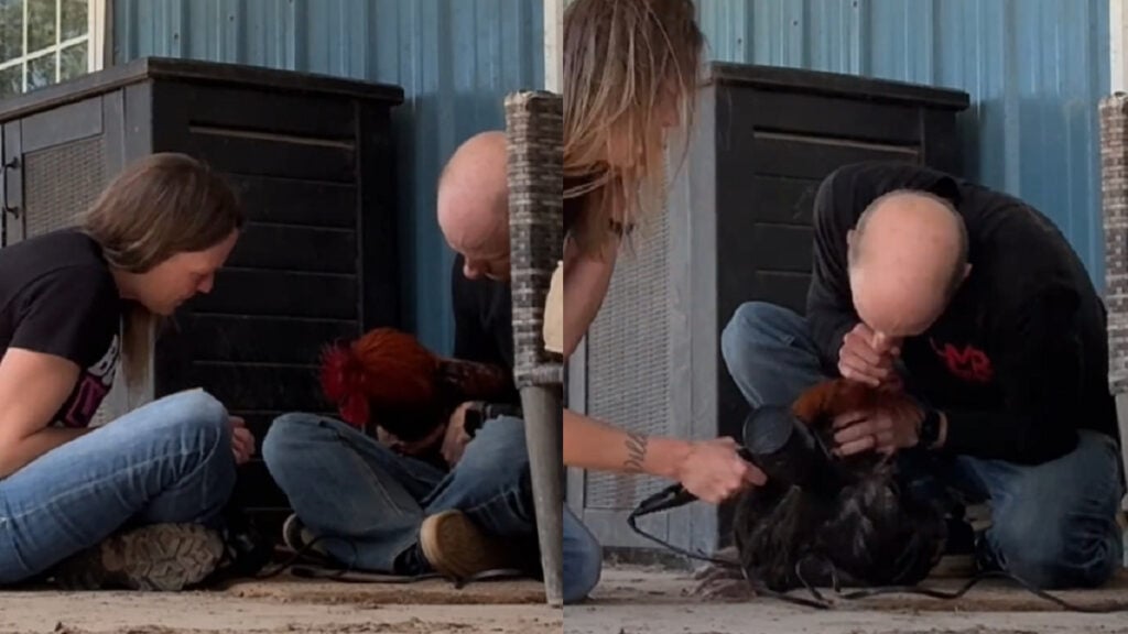 Texas Rancher Goes Above and Beyond to Save His Drowning Rooster 'This lasted for over an hour'