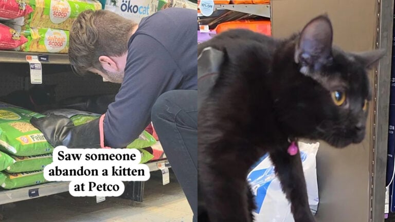 Utah Shopper Horrified After Man Leaves Kitten Inside Petco: ‘This Is Heartbreaking’ Utah Shopper Stunned After Man Dumps Kitten in Petco: ‘Poor Kitty’