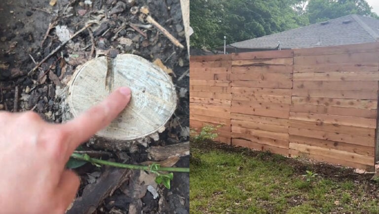 'I'm suing my neighbors' Oklahoma Woman Seeks Reparations For 20 Trees and Bushes Cut For 'Friendly Fence'