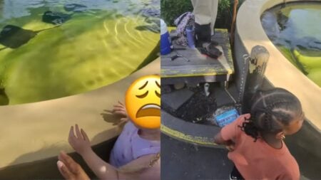 A picture taken by the California woman.