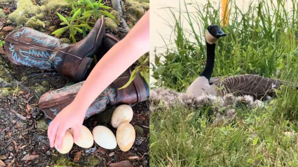 Georgia Woman Says Man Took Eggs From a Goose’s Nest and Threw Them Into Lake