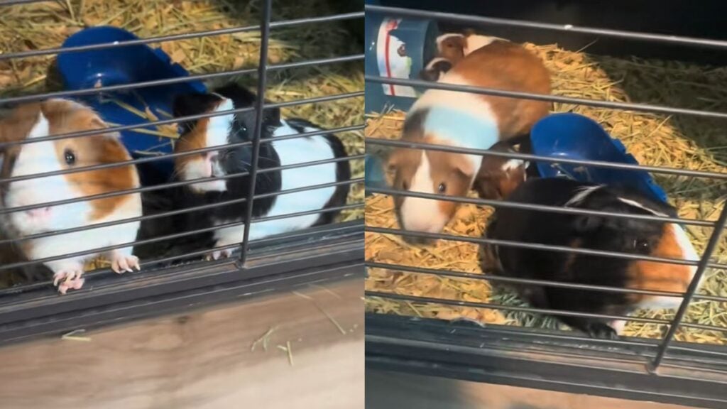 Texas Pet Store Told Woman Her Two Guinea Pigs Were Males, She Ended Up With Five