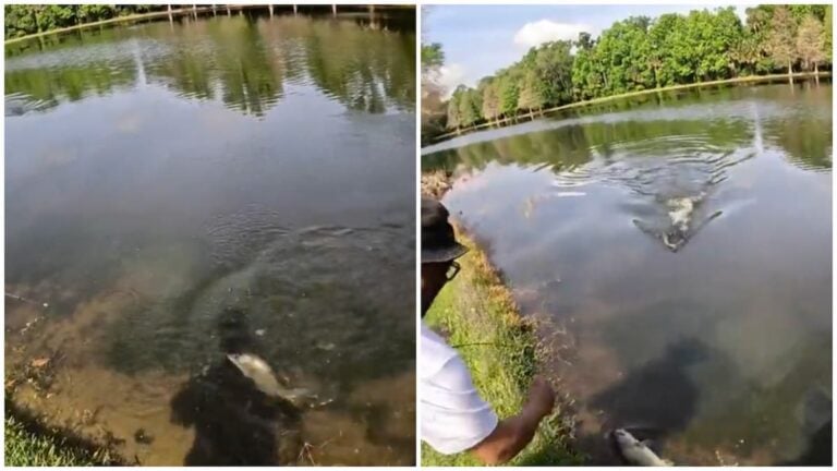 Florida fishermen encounter alligator