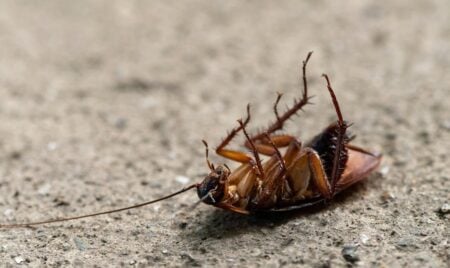 cockroach found in alabama food