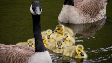 Karen Faces Backlash After Striking Baby Geese at Washington Wetland Preserve: ‘Miserable Shrew Behavior’