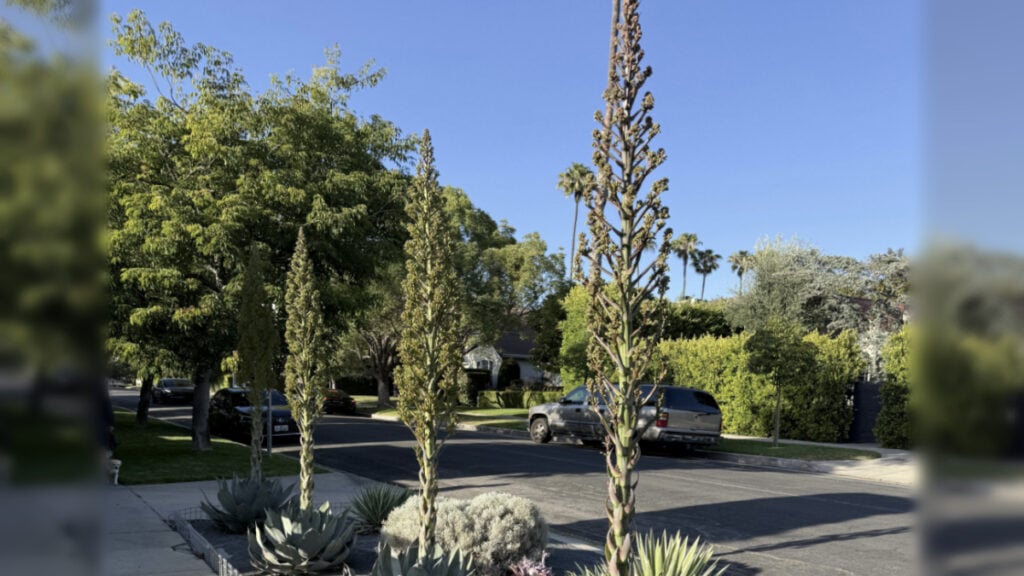 California Death Blooms Springing Up from Agaves
