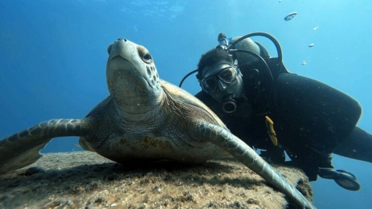 Sea Turtle with Diver