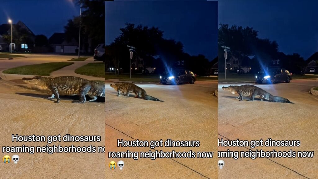 Alligator Sighting in Texas Suburbs Sparks Concern Among Residents: ‘This Is Just Crazy To Me’ Texas Residents Freaking Out Over Alligator Sighting