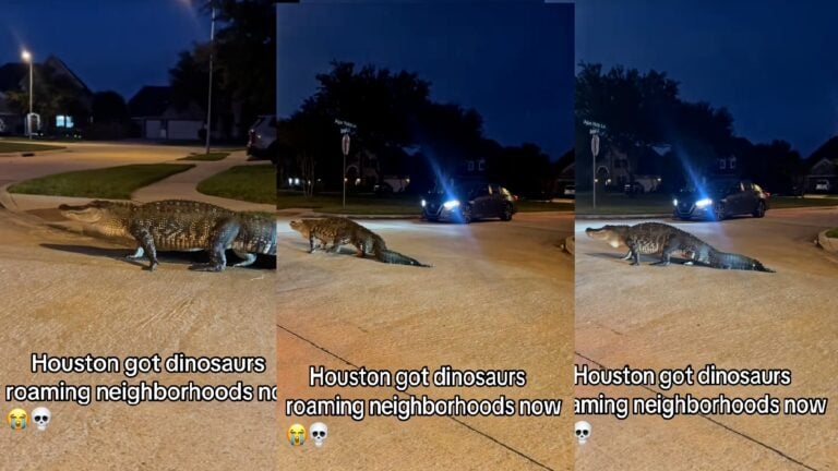 Texas Residents Freaking Out Over Alligator Sighting