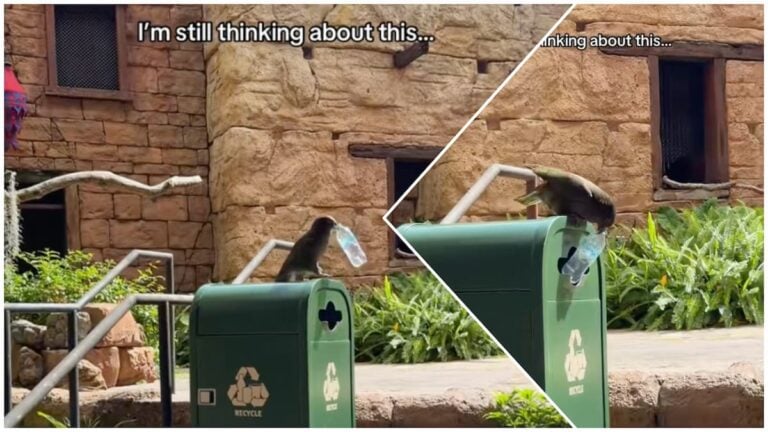 Stunned Visitors React as Florida Disney World Video Goes Viral After Bird’s Unusual Recycling Habit: ‘Thank You for Your Service’ Florida bird encounter
