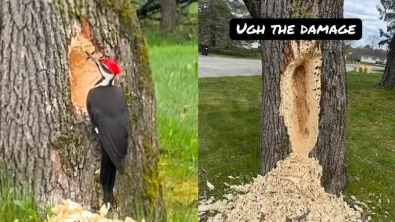 Maine Woman Films Woodpecker 'Destroying' Her Tree, Goes Viral