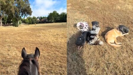 California Woman on Horseback Films Man Blocking Trail Until She Leashes Her Dogs