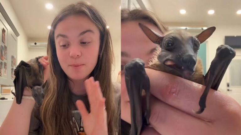 Internet Freaks Out After Oklahoma Woman Shows Bat Encounter Included With Exotic Airbnb