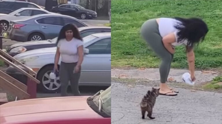 ‘This is beyond disgusting’: Pennsylvania Woman Sparks Outrage After Allegedly Pouring Bleach on Food Left Out for Stray Cats Woman Pour Bleach Cat Food