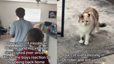 Florida Brothers Cry Tears of Joy Reuniting With Pet Cat Missing Since October 2025 'It's this serious btw'