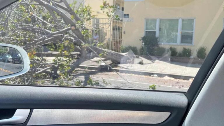 California Driver Frustrated as Tree Blocks Road, Left Unattended by Authorities: ‘If They Cared Enough, They WOOD’ California tree on the road