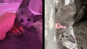 Khloé Kardashian Under Fire After Revealing She Declawed Her Cat: ‘Can’t Let The Cat Be The Only Member Without Unnecessary Surgery’ Khloé Kardashian Declawed Cats