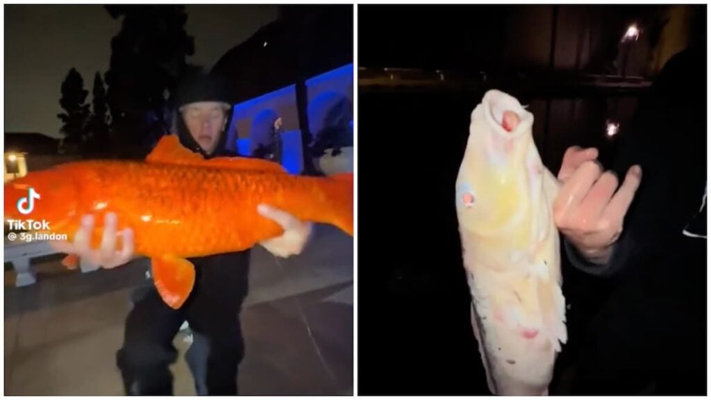San Diego fishing incident